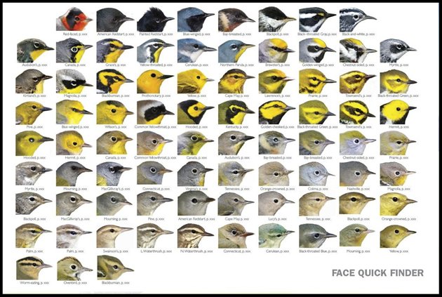 warbler guide facefinder