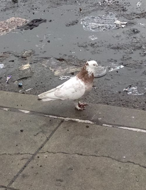 White and brown fancy pigeon on a dirty sidewalk