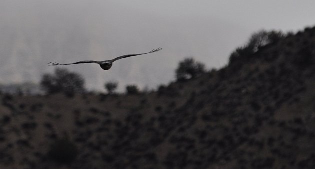 Ferruginous Hawk