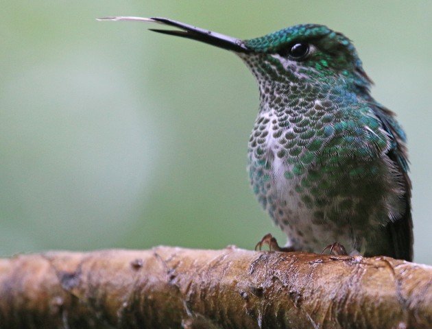 female Green-crowned Brilliant