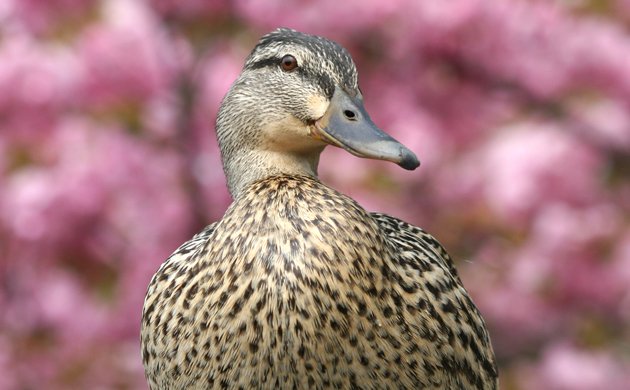 female mallard two