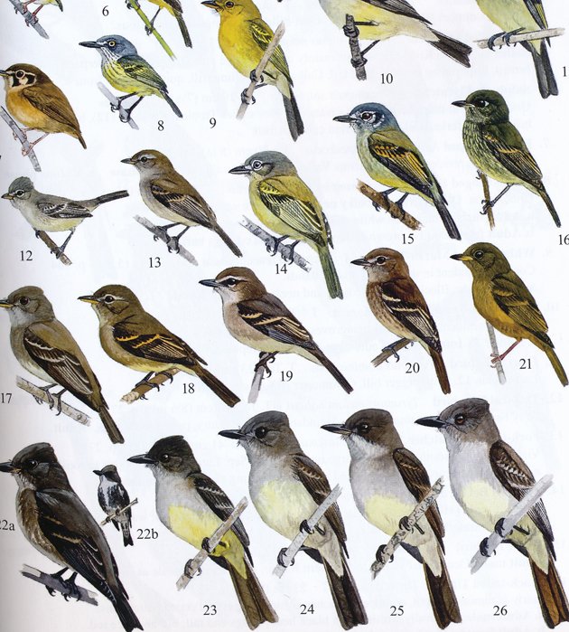 ff.flycatchers.detail