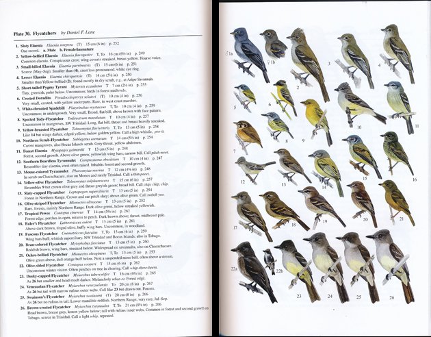 ffrench.flycatchers