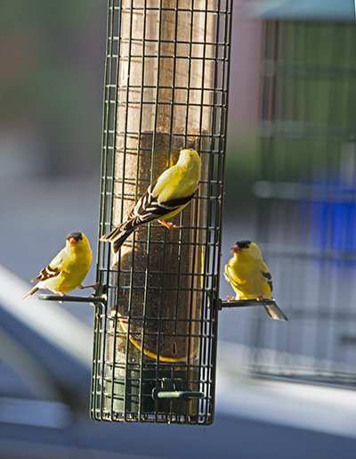 finchfeeder.goldfinches