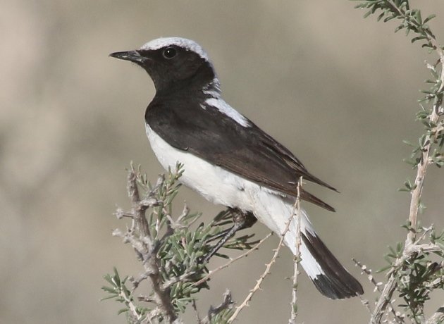 finsch wheatear