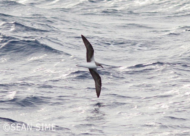 first Fea's Petrel in New York State by Sean Sime