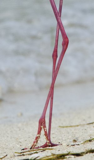 Black-necked Stilt legs