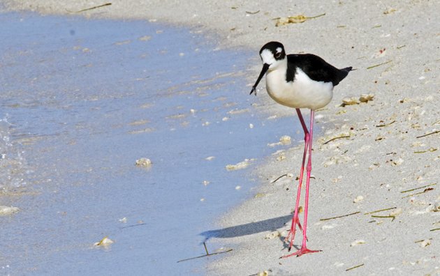 Black-necked Stilt Dry Tortugas 2