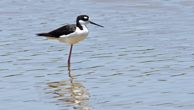 Black-necked Stilt Everglades 1