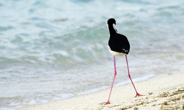 Black-necked Stilt Back