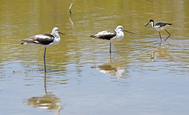 Stilts and Avocets