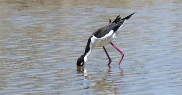 Black-necked Stilt Everglades feeding