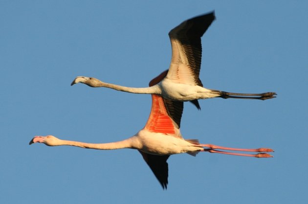 flamingo ad and juvi 5