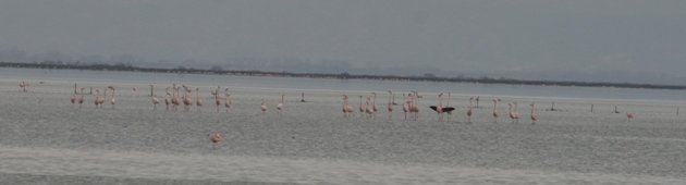 flamingo balz 1