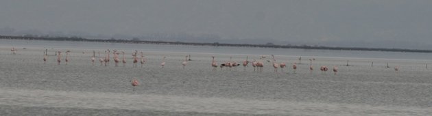 flamingo balz 10
