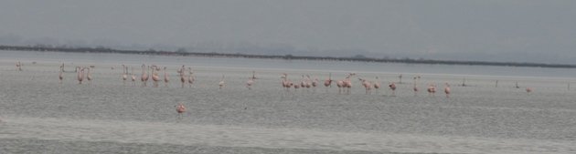 flamingo balz 11