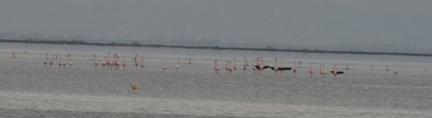 flamingo balz 2