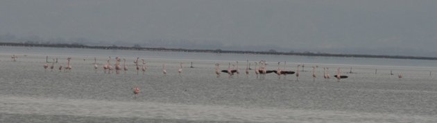 flamingo balz 3