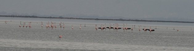 flamingo balz 4