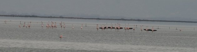 flamingo balz 5