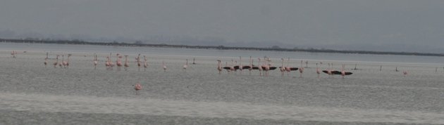 flamingo balz 6