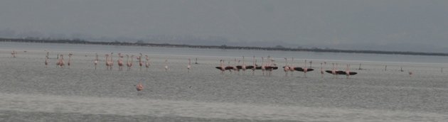 flamingo balz 7