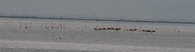 flamingo balz 8