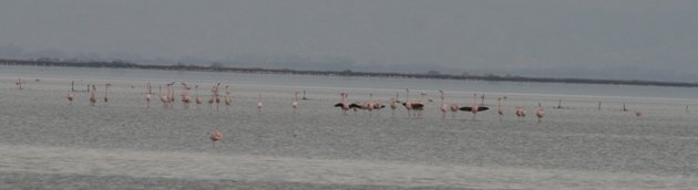 flamingo balz 9