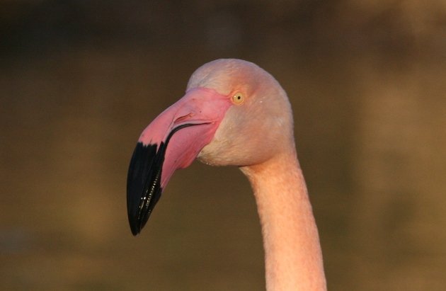 flamingo black bill