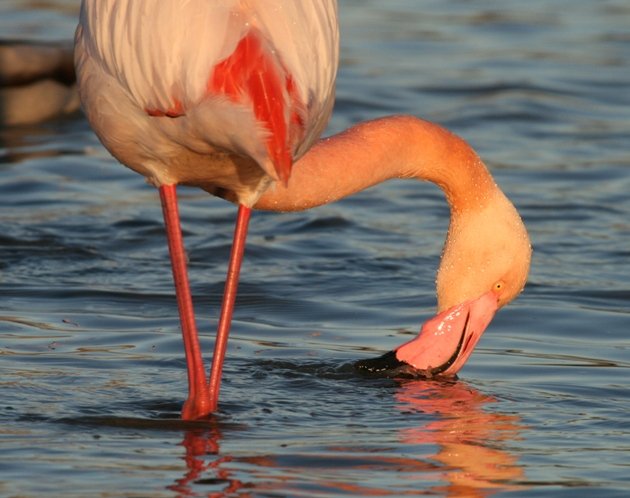 flamingo feeding 1