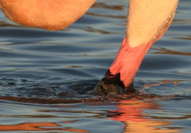 flamingo feeding 2