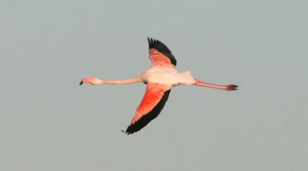 flamingo flight 1
