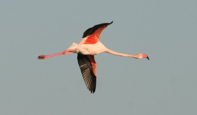 flamingo flight 2