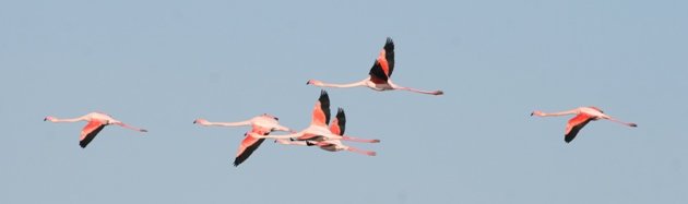 flamingo group 4