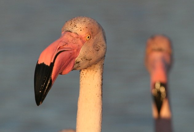 flamingo portrait 1