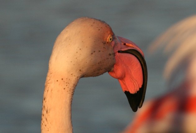flamingo portrait 2