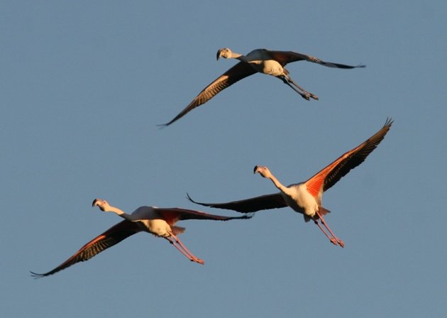 flamingo trio 4