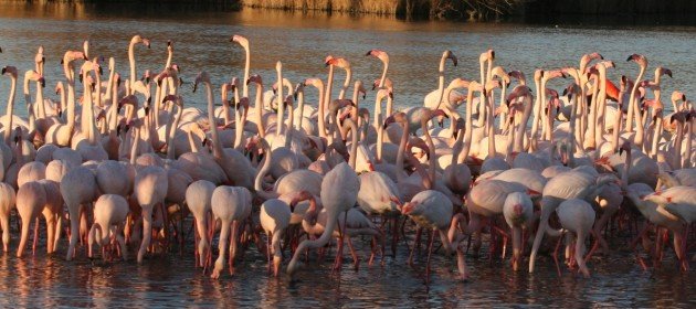 Greater Flamingos by Jochen Roeder