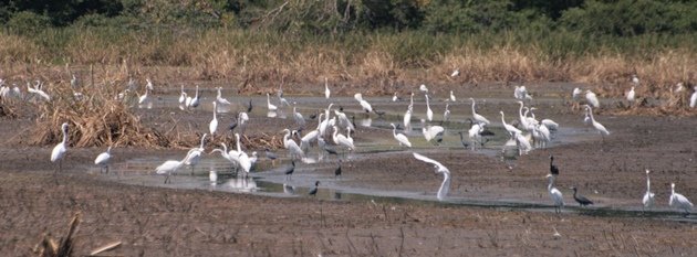 flock of egretta