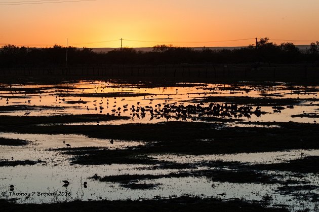 flooded field