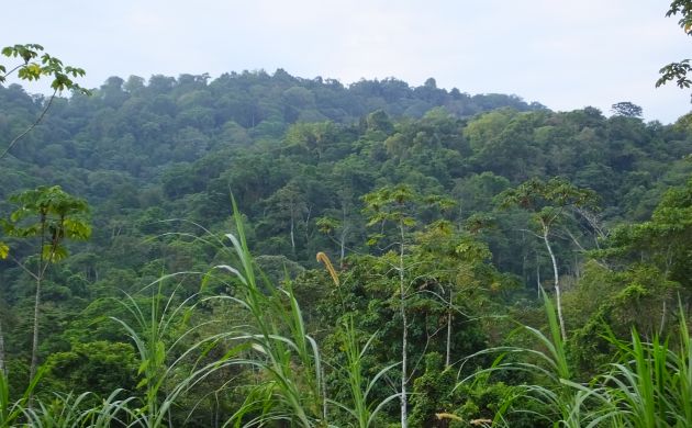 forested hillside