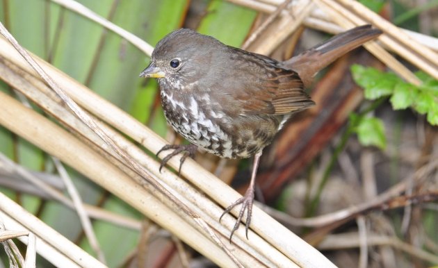 Fox Sparrow