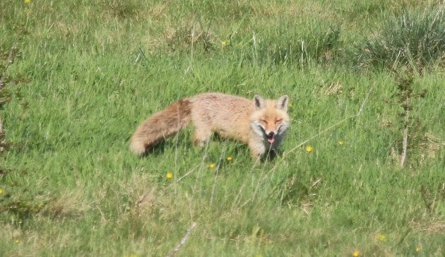fox 8