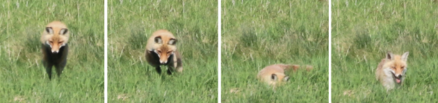 fox jump 2