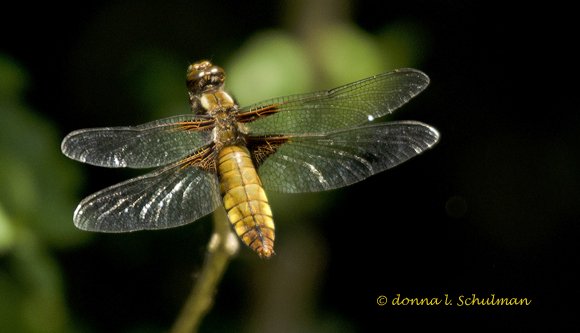 fBroad-bodied Chaser female