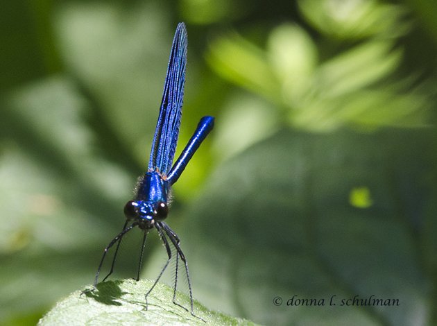 calopteryx virgo