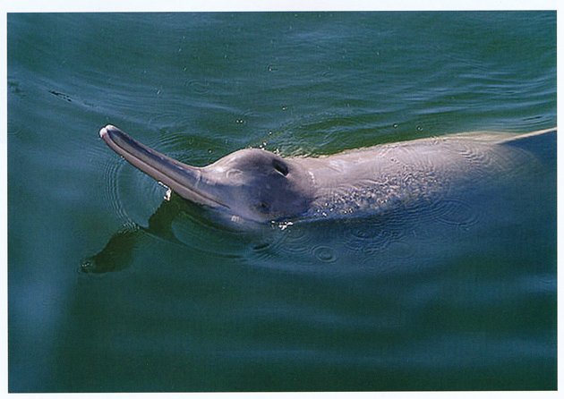 fuller.dolphin.630