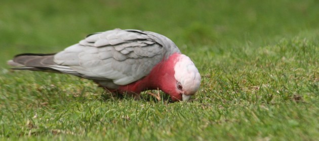 National Bird Of Australia Name