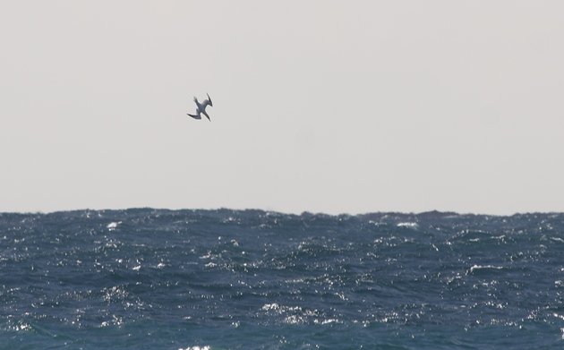 gannet plunging