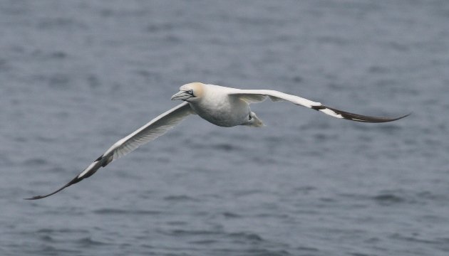 gannet